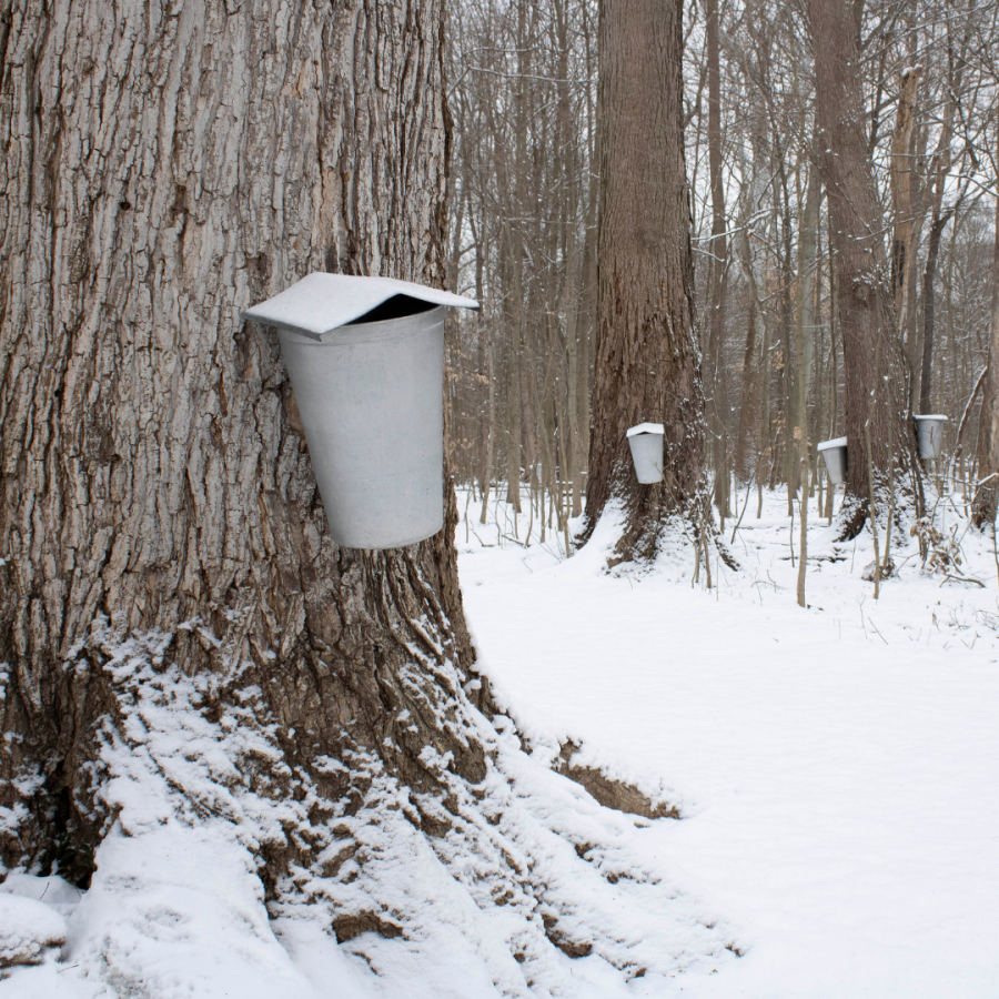 Forest covered in snow with several tree with maple buckets